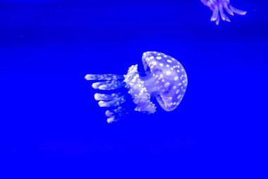 Spotted Jelly, or lagoono jelly, swim and float in blue water background, in aquarium
