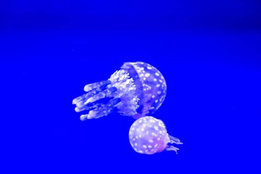 Spotted Jelly, or lagoono jelly, swim and float in blue water background, in aquarium