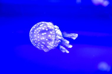 Spotted Jelly, or lagoono jelly, swim and float in blue water background, in aquarium