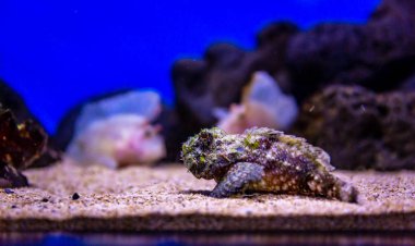 Titan Scorpionfish (Scorpaenopsis cacopsis, nohu in Hawaiian) are experts at camouflage