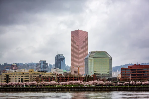 Portland Şehir Merkezinde Willamette Nehrinin Karşısında Kiraz Çiçekleri Var — Stok fotoğraf