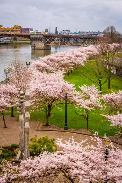Portland, Willamette nehri kıyısında kiraz çiçeğiyle birlikte.