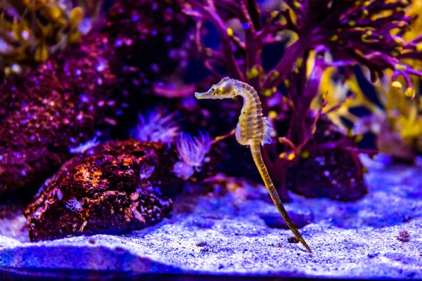 Potbelly Seepferdchen Aquarium Mit Lila Korallenriff Hintergrund — Stockfoto