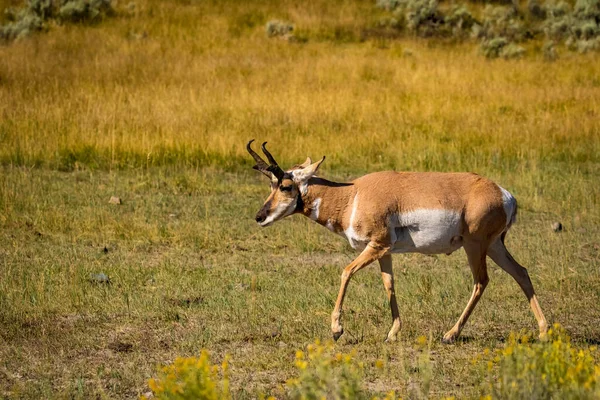 Pronghorn Antelope Antilocapra Americana Yellowstone National Park Wyoming Usa — Stock Photo, Image