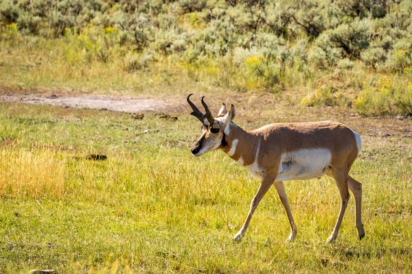 Pronghorn Antilocapra Americana Yellowstone Ulusal Parkı Wyoming Abd — Stok fotoğraf