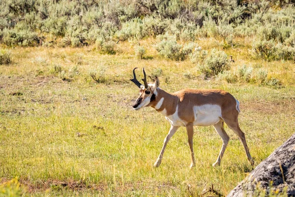 Pronghorn Antelope Antilocapra Americana Yellowstone National Park Wyoming Estados Unidos — Foto de Stock