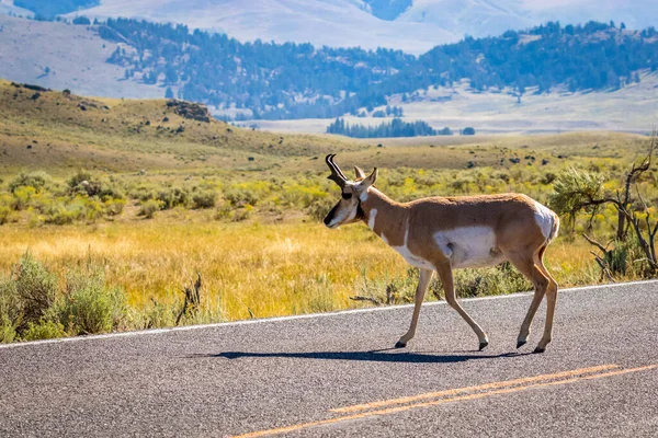 Pronghorn Antelope Antilocapra Americana Yellowstone National Park Wyoming Usa — Stock Photo, Image