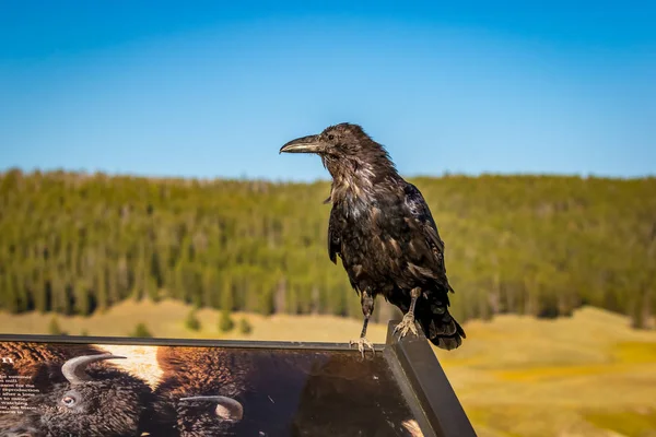 Cuervo Negro Pie Sobre Cartel Parque Nacional Yellowstone —  Fotos de Stock