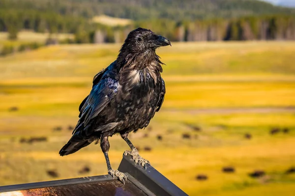 Cuervo Negro Pie Sobre Cartel Parque Nacional Yellowstone —  Fotos de Stock