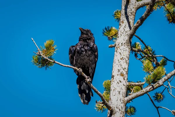 Corvo Nero Appollaiato Ramo Albero Nel Parco Nazionale Yellowstone — Foto Stock