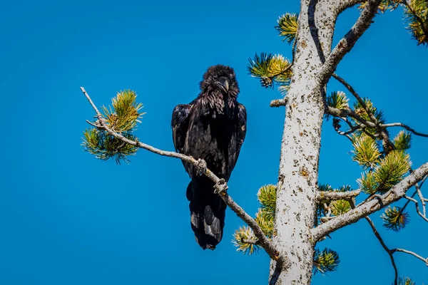 Cuervo Negro Posado Rama Árbol Parque Nacional Yellowstone —  Fotos de Stock