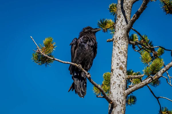 Corvo Nero Appollaiato Ramo Albero Nel Parco Nazionale Yellowstone — Foto Stock