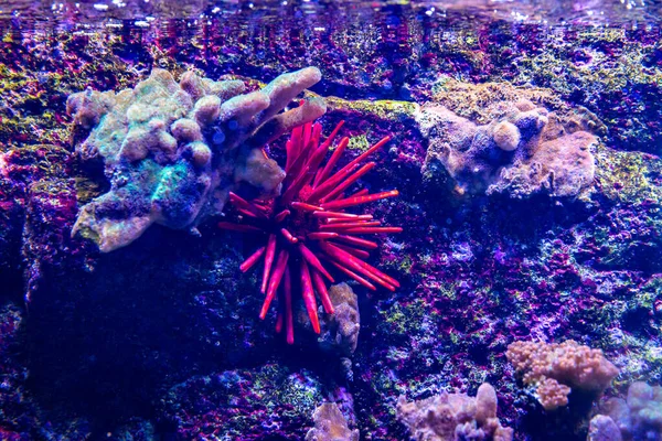 Red Slate Pencil Sea Urchin Riccio Mare Tropicale Della Regione — Foto Stock