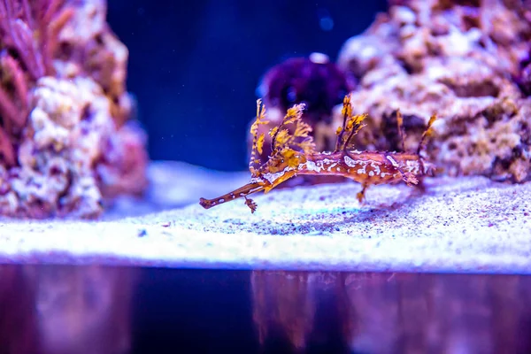 Ein Schleifenpipehorse Haliichthys Taeniophorus Einem Aquarium — Stockfoto