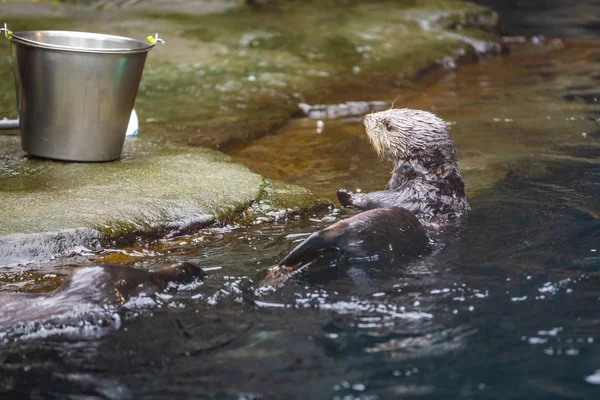Feeding Time Sea Otter Oregon Zoo — Stock Photo, Image