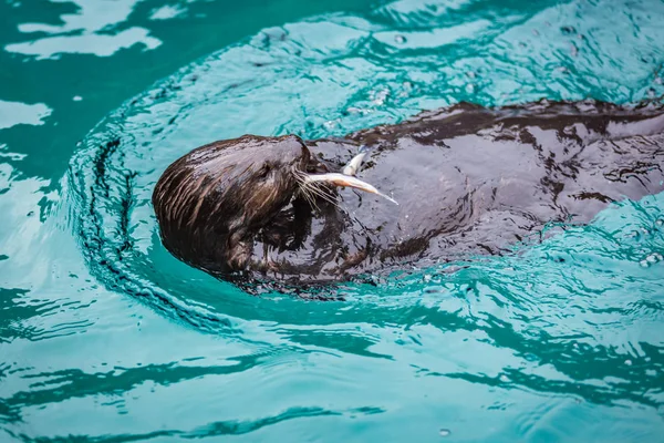 Čas Krmení Mořského Vydry Zoologické Zahradě Oregonu — Stock fotografie