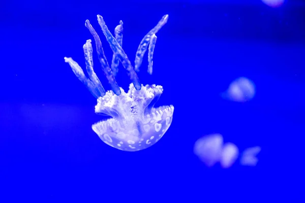 Spotted Jelly Lagoono Jelly Swim Float Blue Water Background Aquarium — Stock Photo, Image