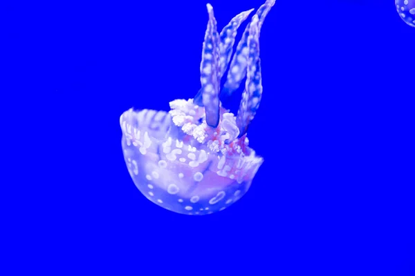 Spotted Jelly Lagoono Jelly Swim Float Blue Water Background Aquarium — Stockfoto