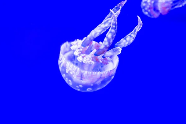 Gelée Tachetée Gelée Lagon Nager Flotter Dans Fond Eau Bleue — Photo