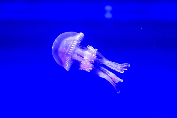 Spotted Jelly Lagoono Jelly Swim Float Blue Water Background Aquarium — Stock Photo, Image