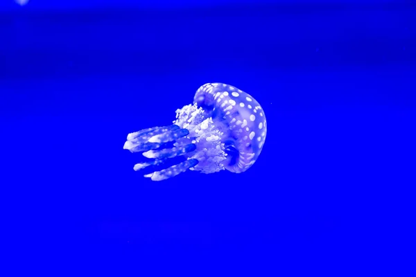 Spotted Jelly Lagoono Jelly Swim Float Blue Water Background Aquarium — Φωτογραφία Αρχείου