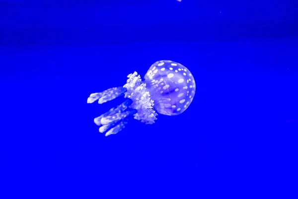 Spotted Jelly Lagoono Jelly Swim Float Blue Water Background Aquarium — Stockfoto