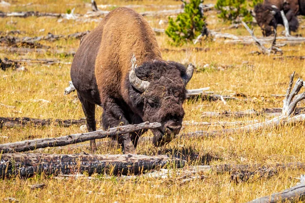 Wild Bison Yellowstone National Park — Stockfoto