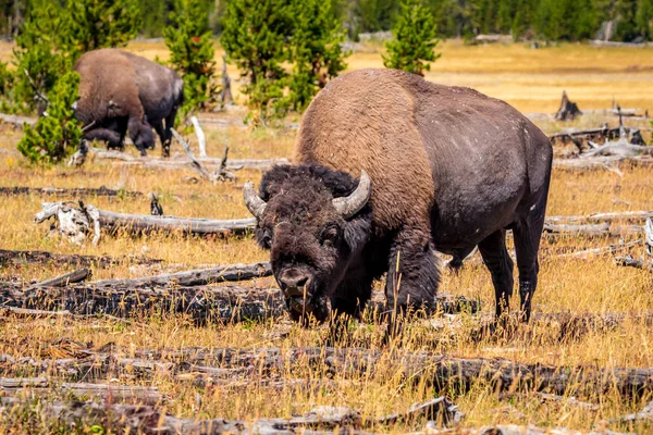 Bisonte Salvaje Parque Nacional Yellowstone — Foto de Stock