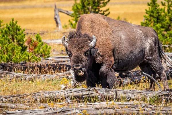 Bisonte Salvaje Parque Nacional Yellowstone — Foto de Stock