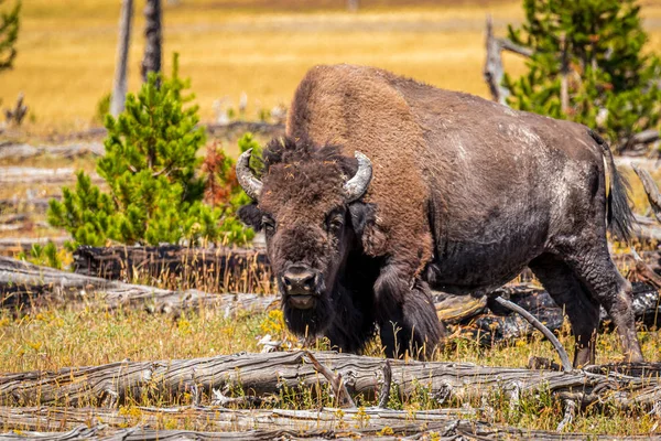 Bisonte Salvaje Parque Nacional Yellowstone — Foto de Stock