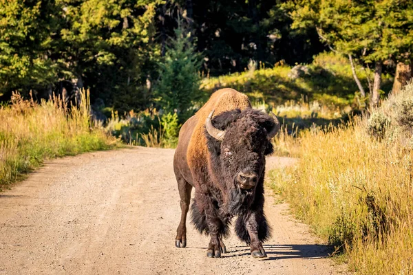 Selvaggio Bisonte Parco Nazionale Yellowstone — Foto Stock