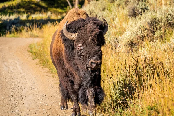 Wild Bison Yellowstone National Park — Stockfoto
