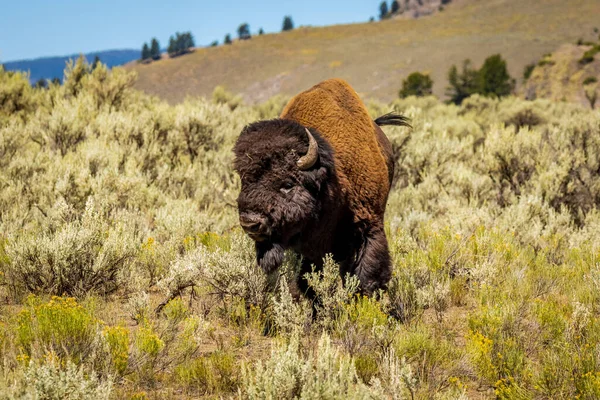 Bisonte Salvaje Parque Nacional Yellowstone — Foto de Stock