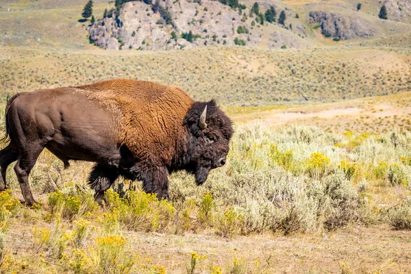 Bisonte Salvaje Parque Nacional Yellowstone — Foto de Stock