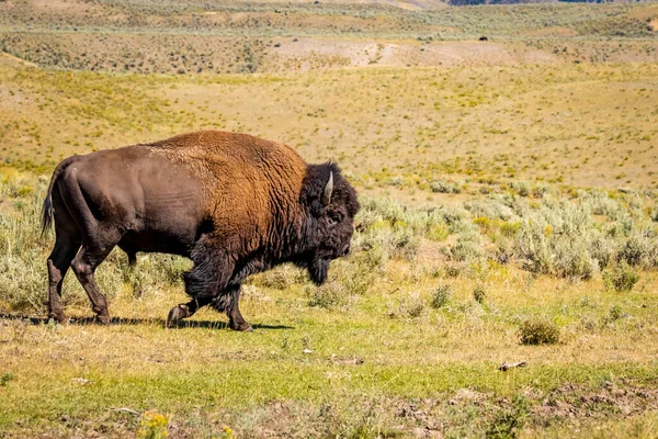 Selvaggio Bisonte Parco Nazionale Yellowstone — Foto Stock