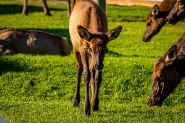 Yellowstone Ulusal Parkı 'nda gezen ve otlayan Vahşi Geyikler