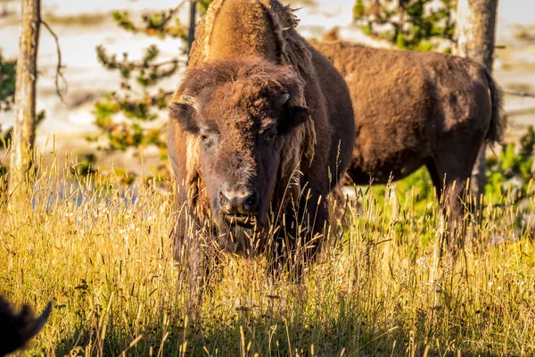 Divoký Bizon Yellowstonském Národním Parku — Stock fotografie