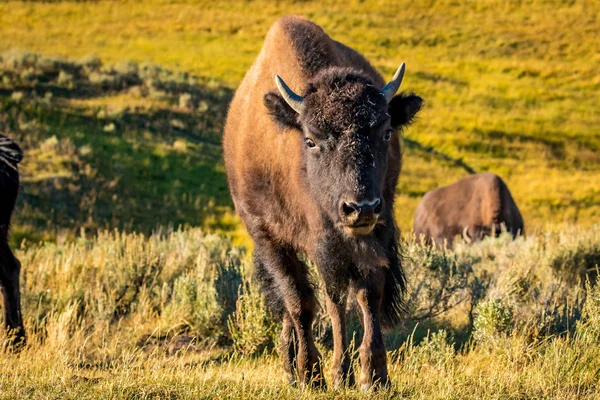 Bisonte Salvaje Parque Nacional Yellowstone — Foto de Stock