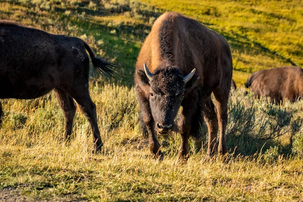 Selvaggio Bisonte Parco Nazionale Yellowstone — Foto Stock