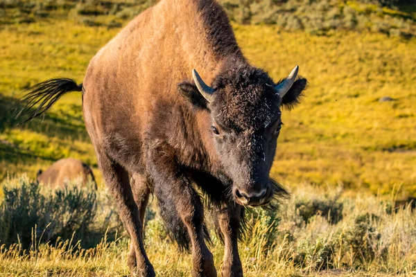 Selvaggio Bisonte Parco Nazionale Yellowstone — Foto Stock