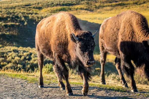 Selvaggio Bisonte Parco Nazionale Yellowstone — Foto Stock
