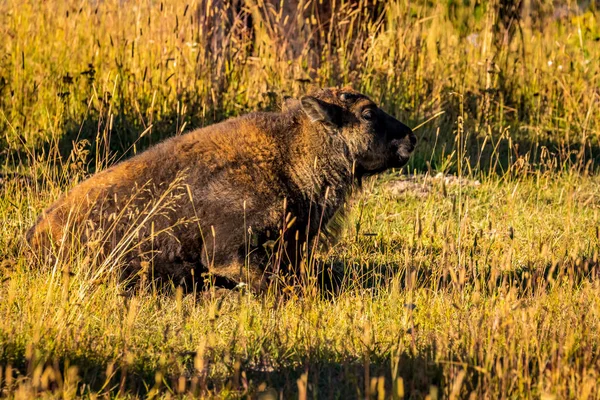 Vilda Bisonkalvar Vilar Yellowstone National Park — Stockfoto