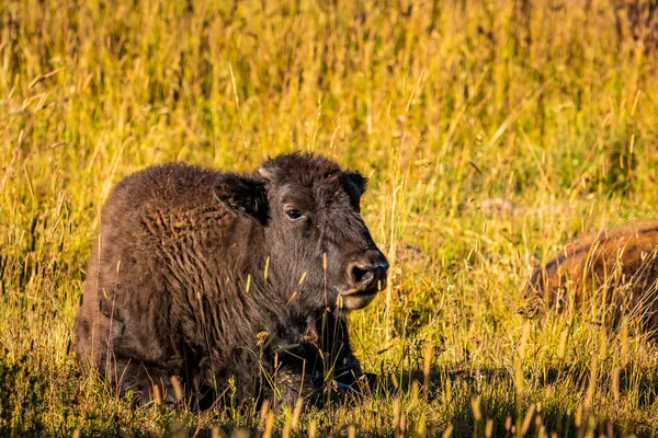 Bezerro Bisonte Wild Descansando Parque Nacional Yellowstone — Fotografia de Stock