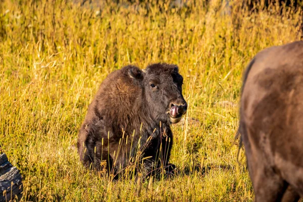 Becerro Bisonte Descansando Parque Nacional Yellowstone —  Fotos de Stock