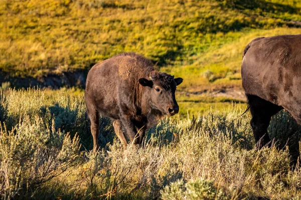 Vilda Bisonkalvar Yellowstone National Park — Stockfoto