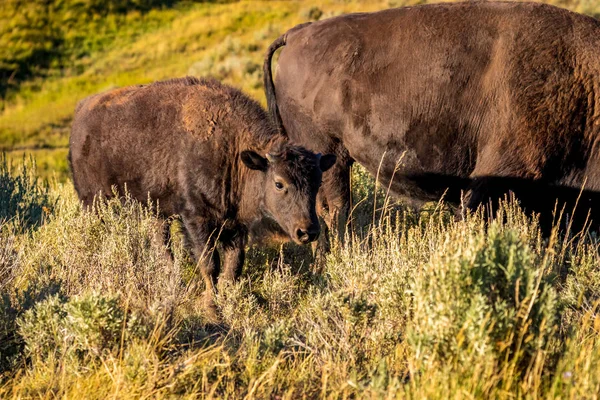 Farei Vitello Bisonte Parco Nazionale Yellowstone — Foto Stock