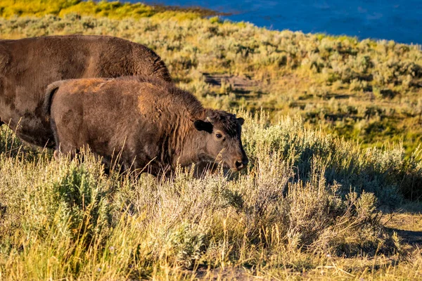 Era Becerro Bisonte Parque Nacional Yellowstone — Foto de Stock