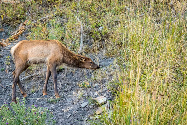 Wild Elk Roaming Grazing Yellowstone National Park — Stock Photo, Image
