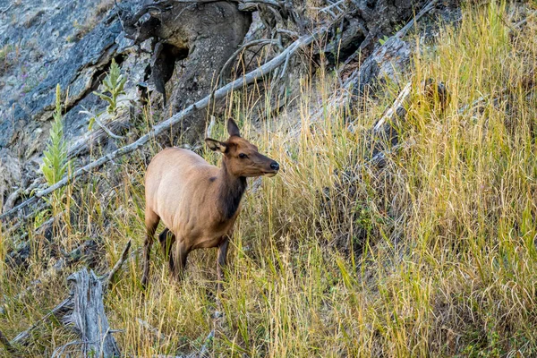 Volně Žijící Losové Potulují Pasou Národním Parku Yellowstone — Stock fotografie