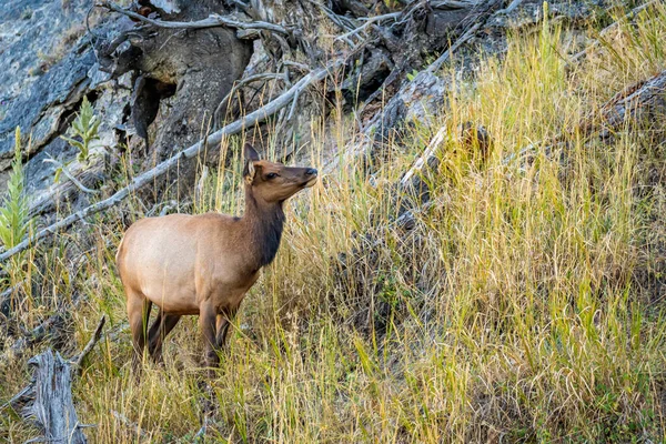Yellowstone Ulusal Parkı Nda Gezen Otlayan Vahşi Geyik — Stok fotoğraf